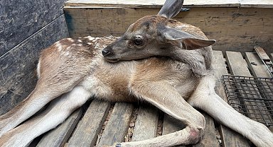 Ormanlık alanda bulunan yaralı geyik tedavi altına alındı