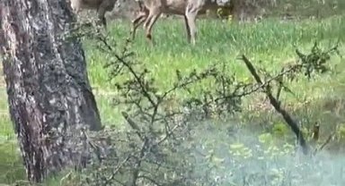 Ormanlık alanda karacalar görüntülendi