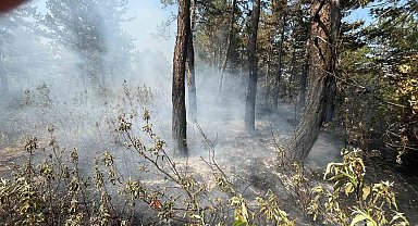 Ormanlık alandaki örtü yangını büyümeden söndürüldü