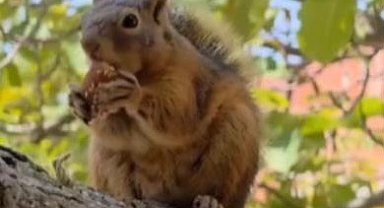 Osmaniye'de, bayram kömbesi yiyen sincap görüntülendi