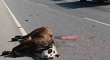 Otomobilin çarptığı inek telef oldu