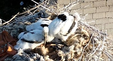 Özalp'ta soğuklara direnen leylekler yavruladı