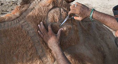 Pakistan'da Kurban Bayramı öncesi develer geleneksel motiflerle süslendi