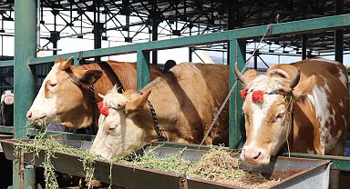 Pazarlıklar kızıştı, kimisi "çok uygun", kimisi "kuru kalabalık" dedi