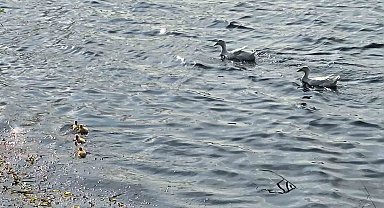 Pelitözü Göleti'nde uzun bir aradan sonra ilk pekin ördeği yavruları