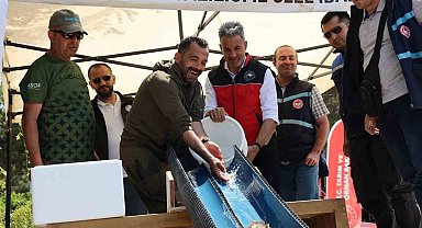 Pelitözü Göleti'ne anaç sazan balığı salındı
