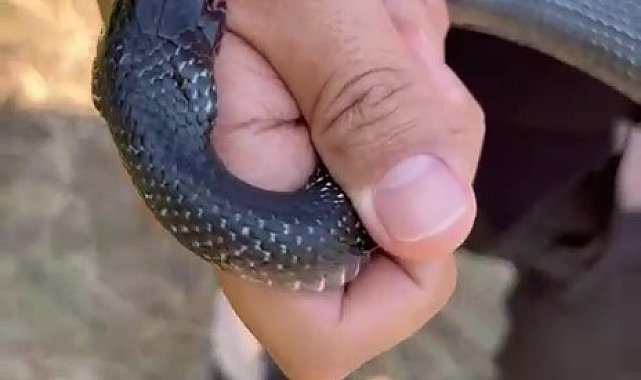 "Zararsız, öldürmeyin" dediği 1 buçuk metrelik yılan bir anda elini ısırdı