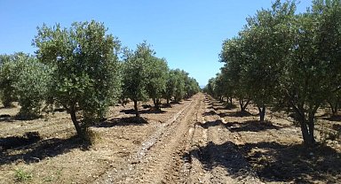 "Zeytinlikler zarar görmeden taşınabilir"