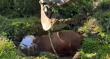 Rize'de bağını kopararak çukura düşen boğa iş makinesi ile çıkarıldı