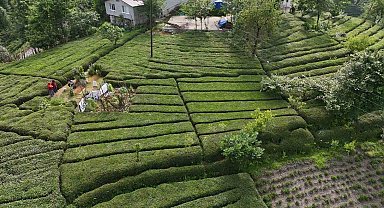 Rize'nin yeni gözdesi: Baklava görünümlü çay bahçesi