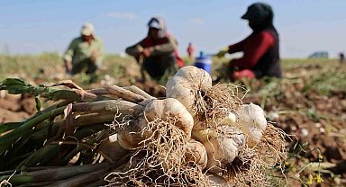 Rusya, Almanya ve İspanya'nın antibiyotiği Aksaray sarımsağının hasadı başladı