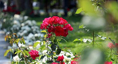 Sakarya bayrama çiçeklerle hazırlandı