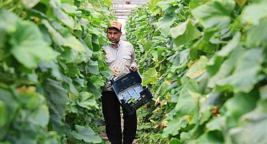 Salatalıkta hem sera, hem tarla bereketi