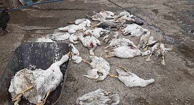 Samsun'da 26 kaz telef oldu