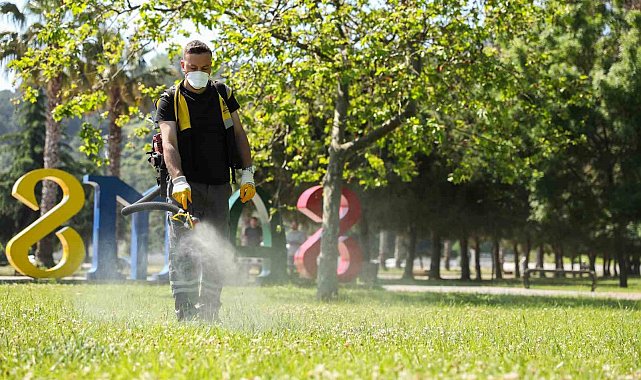 Samsun'da kenelere karşı ilaçlama seferberliği