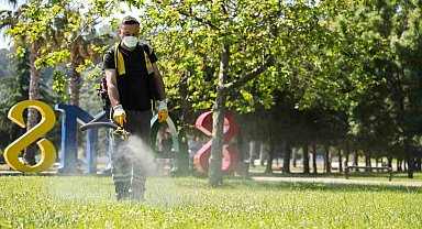 Samsun'da kenelere karşı ilaçlama seferberliği