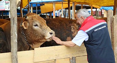Samsun'da Kurban Bayramı öncesi hayvan sağlığı ve satış denetimleri