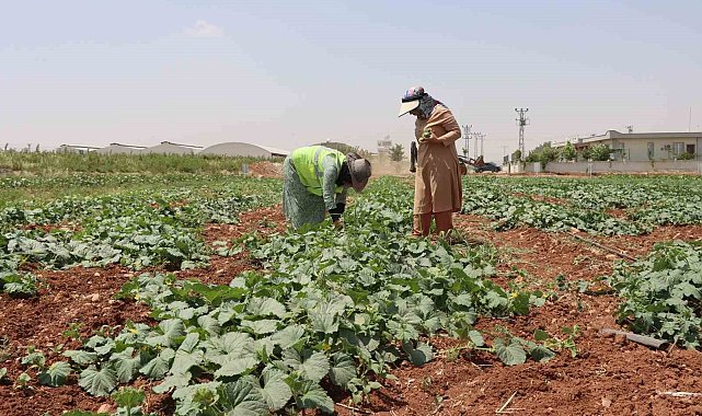 Şanlıurfa'da ata tohumu hasadı gerçekleştirildi