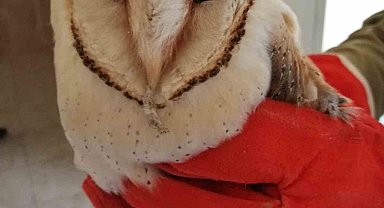 Şanlıurfa'da bitkin halde bulunan peçeli baykuş tedavisinin ardından doğaya salındı