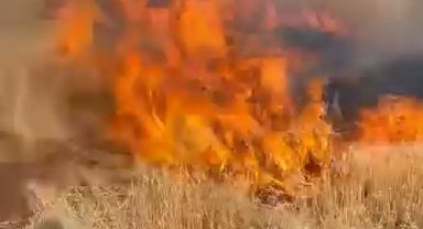 Şanlıurfa'da buğday tarlası küle döndü