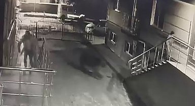 Sarıkamış'ta ayı vatandaşlardan, vatandaşlar ayıdan kaçtı