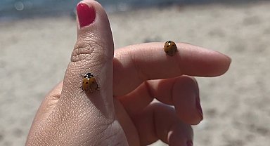 Saros Körfezi sahillerinde uğur böceği istilası: Tatilcilere zor anlar yaşattı