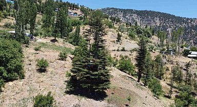 Sedir ağacına 'masal diyarı' evi yaptılar