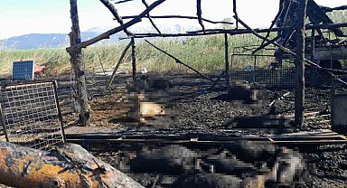 Senirkent'te besihanede çıkan yangında çok sayıda koyun telef oldu