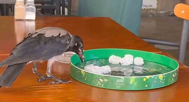 Sıcağa dayanamayan karga çarşı çarşı dolaşıp su içti, karnını doyurdu