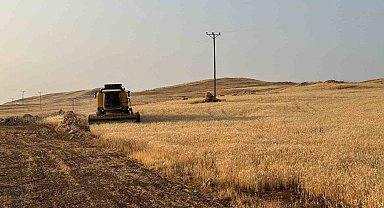 Siirt'te buğday hasadı: Çiftçiler umduklarını bulamadı