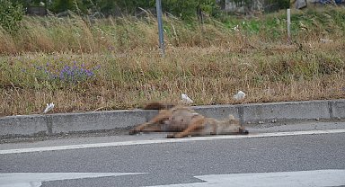 Sinop'ta aracın çarptığı çakal telef oldu