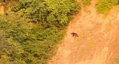 Sinop'ta ayı görüntülendi