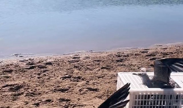 Sinop'ta tedavileri tamamlanan martılar doğaya salındı