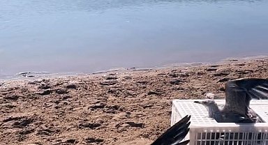 Sinop'ta tedavileri tamamlanan martılar doğaya salındı