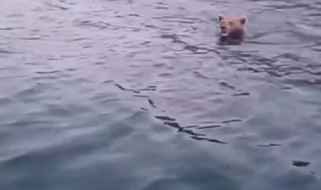 Sinop'ta yüzen ayı kameralara yansıdı