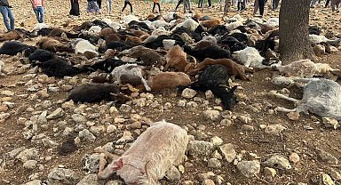 Şırnak'ta yıldırım isabet eden 95 küçükbaş hayvan telef oldu