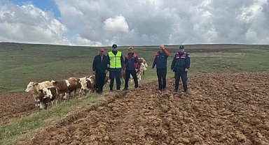 Sivas'ta kaybolan 9 büyükbaş hayvan, dronla bulundu