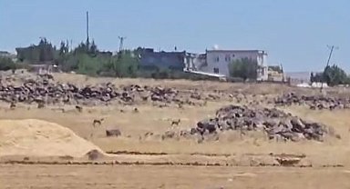 Siverek'te nesli tükenme tehlikesi altındaki ceylanlar görüntülendi