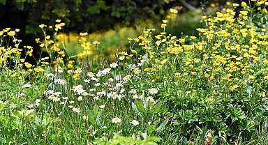 Soğuk hava etkili oldu, yaylada çiçekler geç açtı