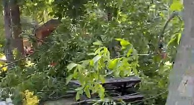 Söğütlük Kent Ormanı'nda faciadan dönüldü: Piknik masalarının üzerine ağaç devrildi