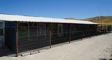 Sokak hayvanlarına doğal yaşam ve gölgelik desteği