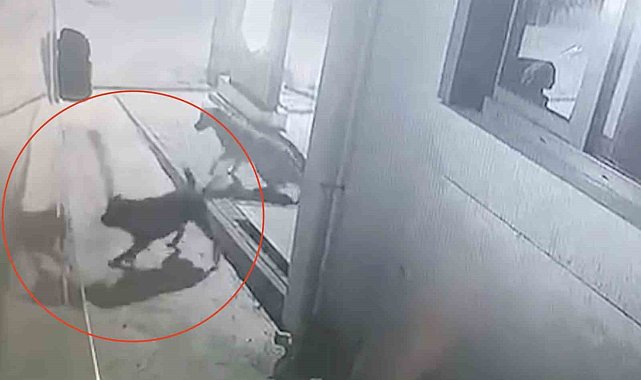 Sokak köpekleri karavanın tamponunu parçaladı