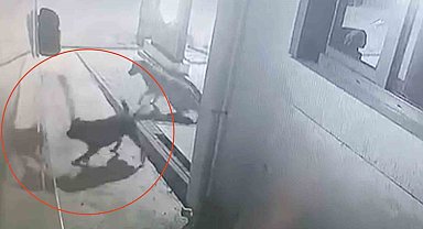 Sokak köpekleri karavanın tamponunu parçaladı