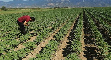 Söke'de ayçiçeği tarlaları taranıyor