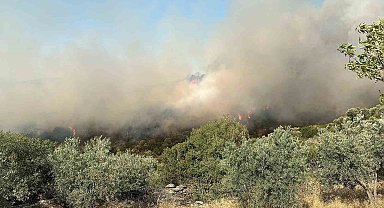 Söke'de zirai alan yangını