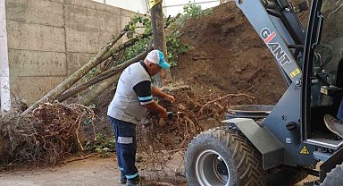 Sökülen ağaçlar korunuyor
