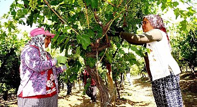 Standart salkım için Sarıgöl'de yoğun çalışma