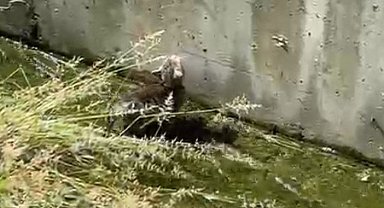 Su kanalda mahsur kalan yavru kedinin yardımına polis yetişti