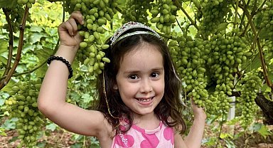 Sultaniye Üzümü çiftçinin baş tacı