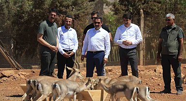 Suriye sınırının sıfır noktasında kurulan merkezle birlikte dağ ceylanlarının sayısı 18 kat arttı